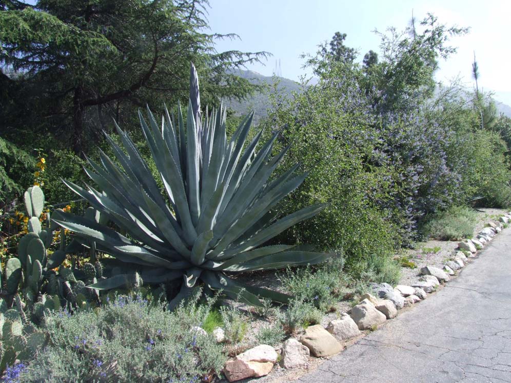 Agave and Companions