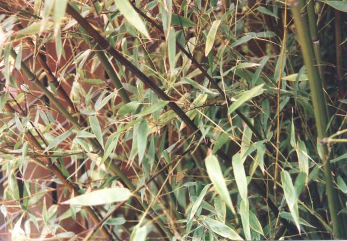 Phyllostachys nigra