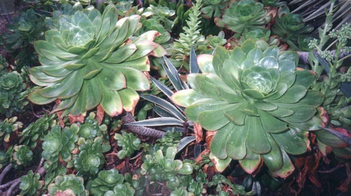 Aeonium species