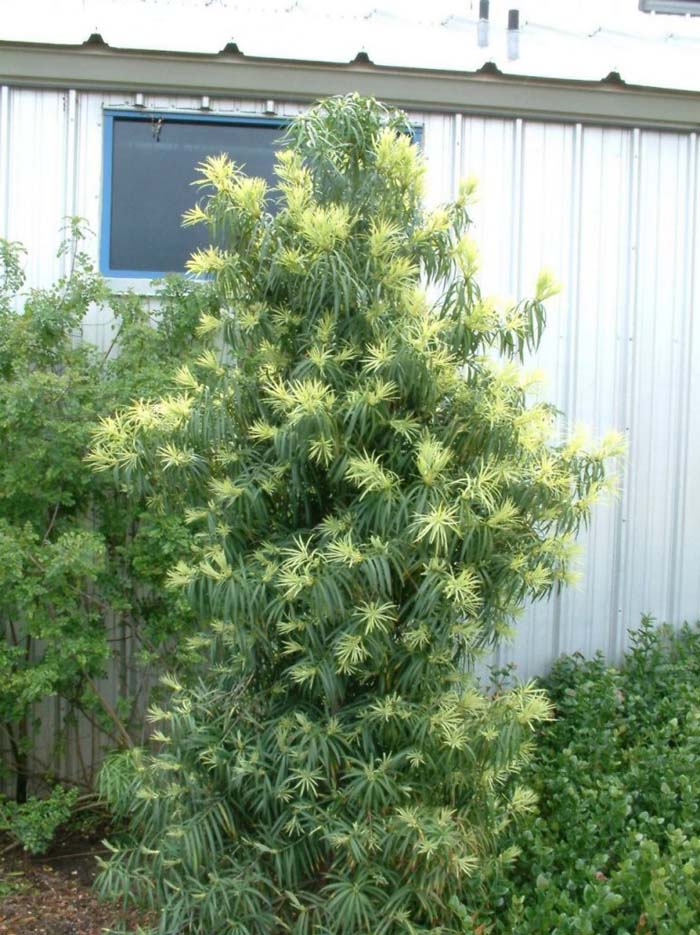 Long- Leafed Yellowwood