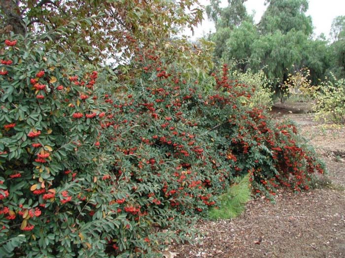 Red Clusterberry Cotoneaster