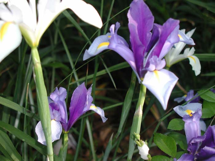 Plant photo of: Iris xiphium