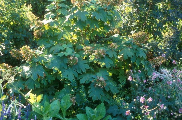 Plant photo of: Hydrangea quercifolia
