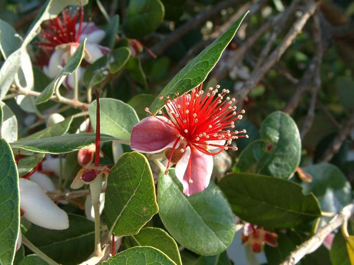 Plant photo of: Acca sellowiana