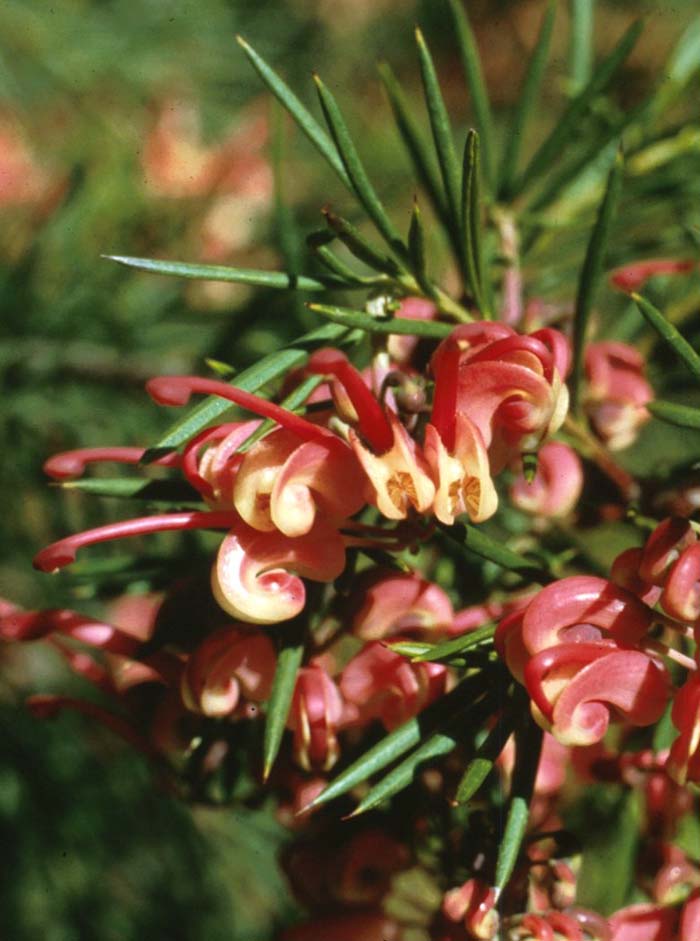 Plant photo of: Grevillea 'Noellii'