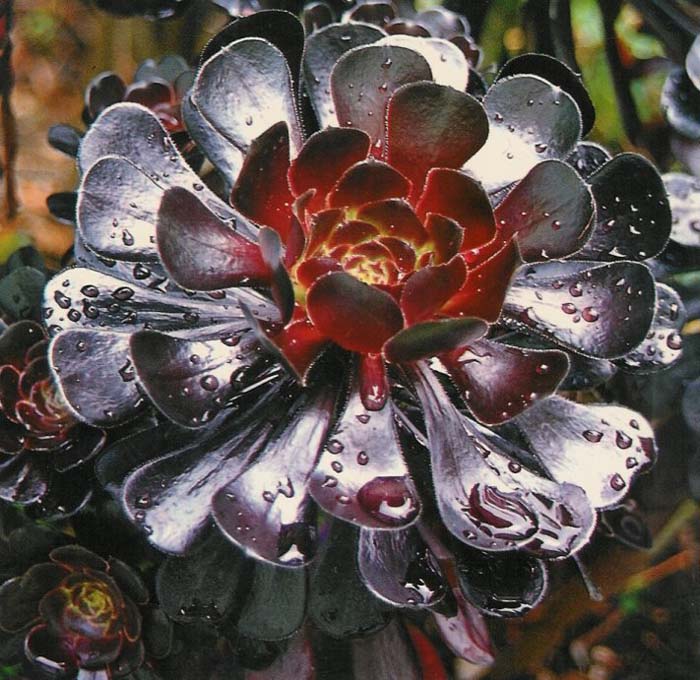 Plant photo of: Aeonium arboreum 'Zwartkop'