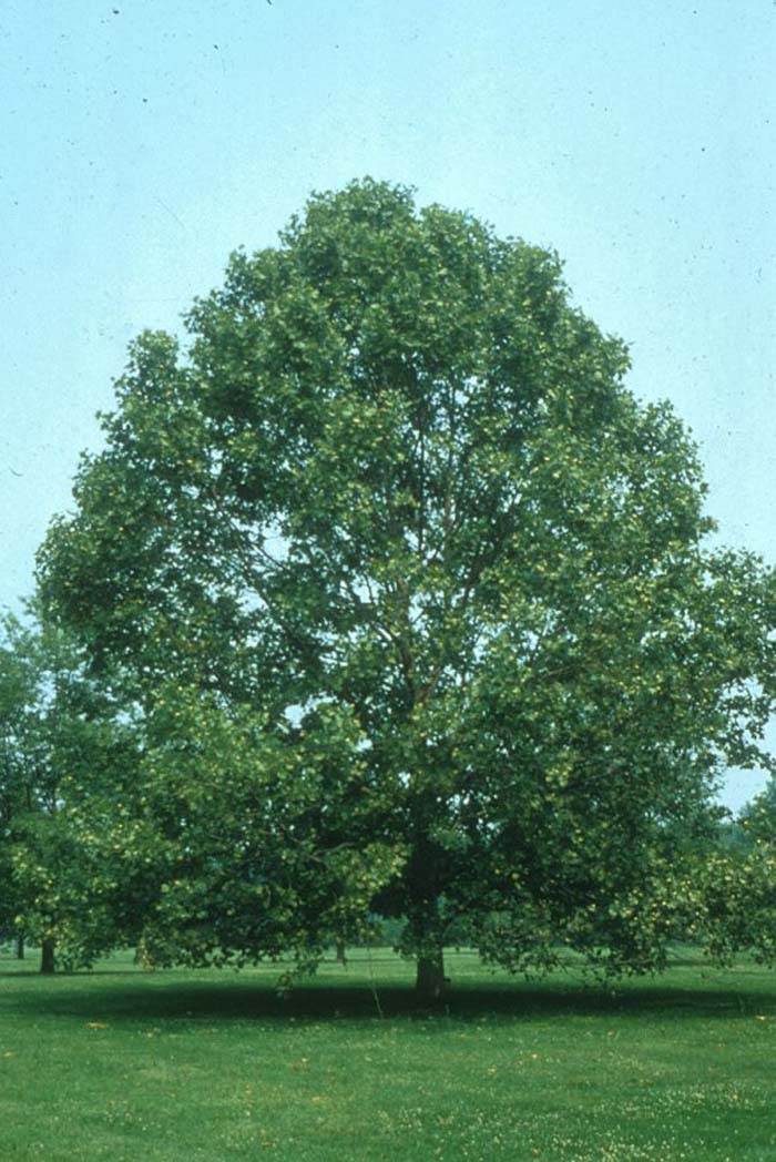 American Sycamore or Buttonwood