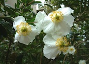 Carissa Macrocarpa Tuttle