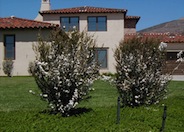 White Flowering Tea Tree