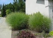Eulalia or Japanese Silver Grass