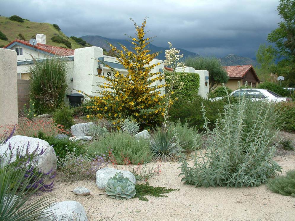 Johnson Native Front Yard