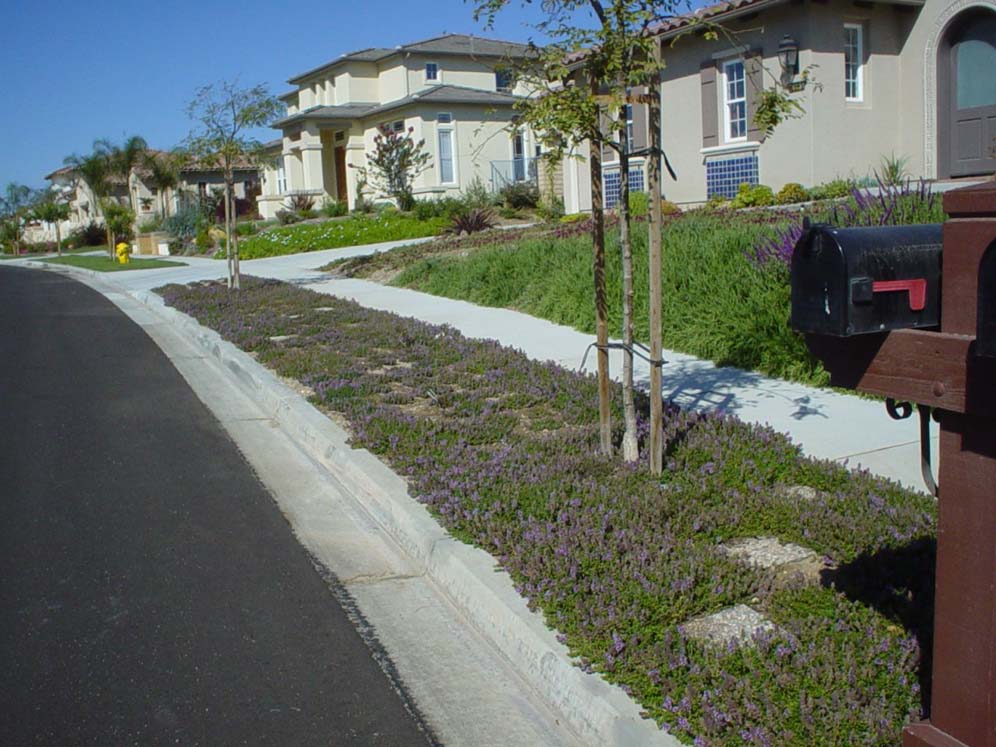 Parking Strip Creeping Thyme