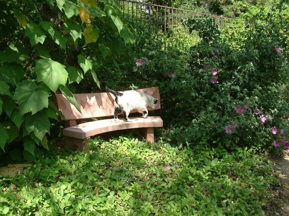 El Gato de Bench