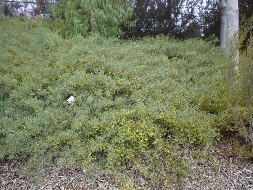 Hillside with Acacia redolens