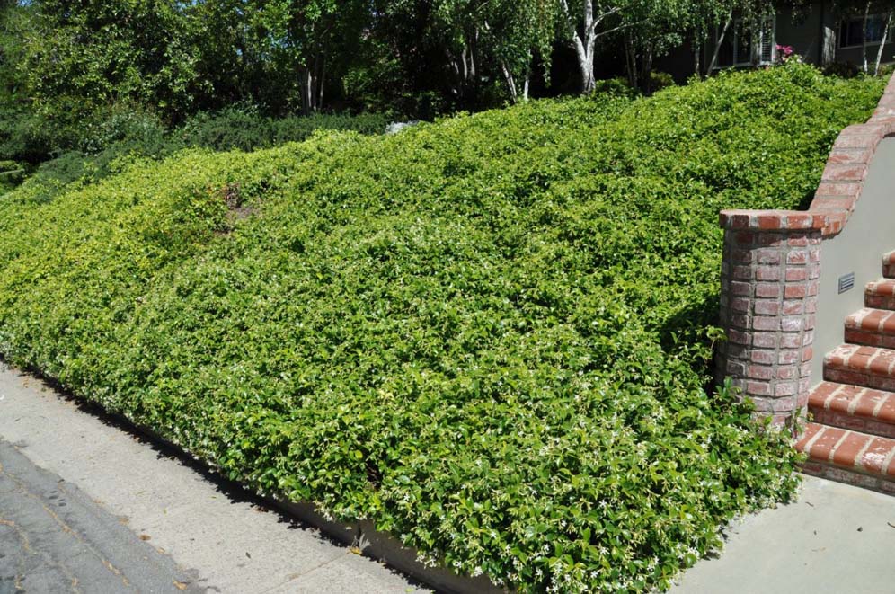 Star Jasmine Hillside