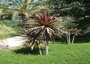 Red Star Cordyline