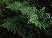 Leather Fern