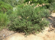 Sentinel Manzanita