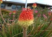 Red Hot Poker