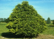 Golden Pyramidal Arborvitae