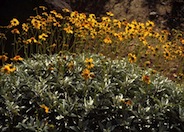 Brittlebush, Desert Encelia