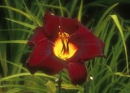 Acapulco Night Hybrid Daylily