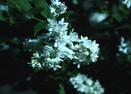 Slender  Deutzia