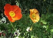 Iceland Poppy