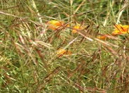 Purple Needle Grass