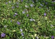 Dwarf Periwinkle, Dwarf Vinca