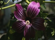 Malva Rose, Island Tree Mallow