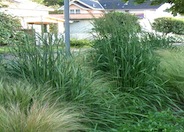 Feather Reed Grass