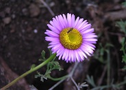 Blue Beach Aster, Seaside Daisy