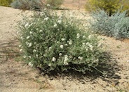 Arizona Flattop Buckwheat