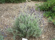 Candicans French Lavender