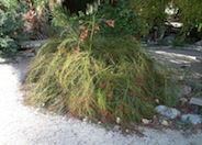 Coral Fountain, Firecracker Plant