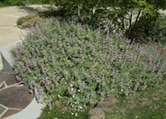 Point Sal Spreader Purple Sage