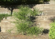 Pencil Tree, Pencilbush, Milkbush