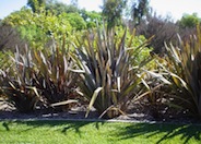 Dusky Chief Flax