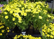 Marguerite Daisy Dwarf Yellow