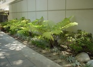 Australian Tree Fern