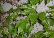 Boston Ivy