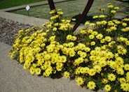 Arctotis Daisy, African Daisy