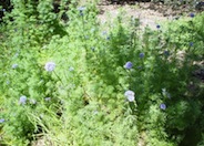 Blue Thimble Flower, Globe Gilia