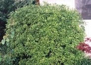 Blackstem Pittosporum, Tawhiwhi