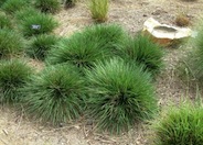 Tufted Hair Grass