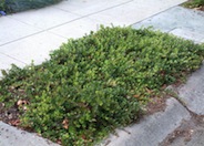 Bearberry