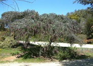 Purple Leaf Acacia